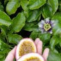 Passion Fruit Passiflora edulis Fruit 20 Seeds