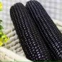 Giant Black Corn Glutinous Maize Hybrid High Yield 400 Seeds