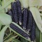 Giant Black Corn Glutinous Maize Hybrid High Yield 400 Seeds