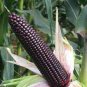 Giant Black Corn Glutinous Maize Hybrid High Yield 400 Seeds