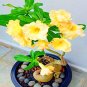 'Whirlwind' Yellow Adenium Bonsai 4 Seeds
