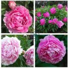 Peony Light Pink Big Flowering Flower  10 Seeds