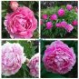 Peony Light Pink Big Flowering Flower  10 Seeds