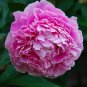 Peony Light Pink Big Flowering Flower  10 Seeds
