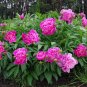 Peony Light Pink Big Flowering Flower  10 Seeds