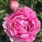 Peony Light Pink Big Flowering Flower  10 Seeds