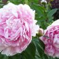 Peony Light Pink Big Flowering Flower  10 Seeds
