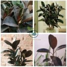 Ficus Elastica Decora Indian Rubber Tree  100 Seeds