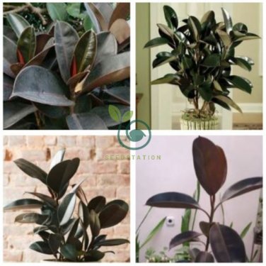 Ficus Elastica Decora Indian Rubber Tree  100 Seeds