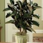 Ficus Elastica Decora Indian Rubber Tree  100 Seeds