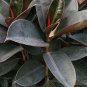 Ficus Elastica Decora Indian Rubber Tree  100 Seeds