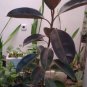 Ficus Elastica Decora Indian Rubber Tree  100 Seeds