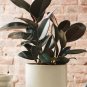 Ficus Elastica Decora Indian Rubber Tree  100 Seeds
