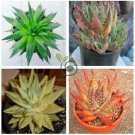 Rare Rainbow Aloe Vera Bonsai Flowers Perfect Color Succulents Plant  200 Seeds