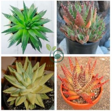 Rare Rainbow Aloe Vera Bonsai Flowers Perfect Color Succulents Plant  200 Seeds