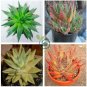 Rare Rainbow Aloe Vera Bonsai Flowers Perfect Color Succulents Plant  200 Seeds