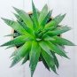 Rare Rainbow Aloe Vera Bonsai Flowers Perfect Color Succulents Plant  200 Seeds