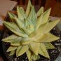 Rare Rainbow Aloe Vera Bonsai Flowers Perfect Color Succulents Plant  200 Seeds