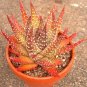 Rare Rainbow Aloe Vera Bonsai Flowers Perfect Color Succulents Plant  200 Seeds