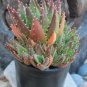 Rare Rainbow Aloe Vera Bonsai Flowers Perfect Color Succulents Plant  200 Seeds