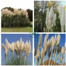 Rare Colorful Pampas Grass Ornamental Cortaderia Selloana Bonsai 200 Seeds