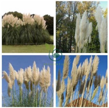 Rare Colorful Pampas Grass Ornamental Cortaderia Selloana Bonsai 200 Seeds