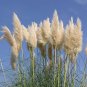 Rare Colorful Pampas Grass Ornamental Cortaderia Selloana Bonsai 200 Seeds