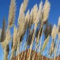 Rare Colorful Pampas Grass Ornamental Cortaderia Selloana Bonsai 200 Seeds
