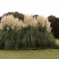 Rare Colorful Pampas Grass Ornamental Cortaderia Selloana Bonsai 200 Seeds