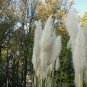 Rare Colorful Pampas Grass Ornamental Cortaderia Selloana Bonsai 200 Seeds