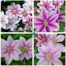 Clematis Bonsai Clematis Montana Mayleen Garden Pink Vine Flowers 200 Seeds