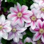Clematis Bonsai Clematis Montana Mayleen Garden Pink Vine Flowers 200 Seeds