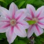 Clematis Bonsai Clematis Montana Mayleen Garden Pink Vine Flowers 200 Seeds