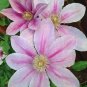 Clematis Bonsai Clematis Montana Mayleen Garden Pink Vine Flowers 200 Seeds