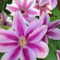 Clematis Bonsai Clematis Montana Mayleen Garden Pink Vine Flowers 200 Seeds