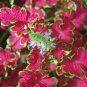 Janpanse Bonsai Coleus Plant Rainbow Dragon Foliage Plants 200 Seeds