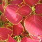 Janpanse Bonsai Coleus Plant Rainbow Dragon Foliage Plants 200 Seeds