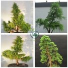 Cryptomeria Japonica Bonsai Tree Evergreen Bonsai Home Gardening 60 Seeds