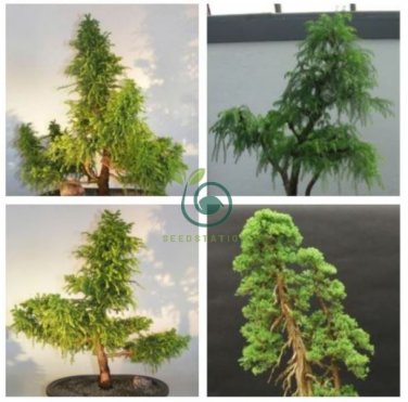 Cryptomeria Japonica Bonsai Tree Evergreen Bonsai Home Gardening 60 Seeds