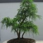 Cryptomeria Japonica Bonsai Tree Evergreen Bonsai Home Gardening 60 Seeds