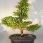 Cryptomeria Japonica Bonsai Tree Evergreen Bonsai Home Gardening 60 Seeds