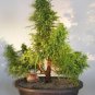 Cryptomeria Japonica Bonsai Tree Evergreen Bonsai Home Gardening 60 Seeds