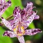 Imported Toad Lily Plant Outdoor Charming Perennial Bonsai  200 Seeds