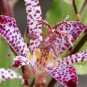 Imported Toad Lily Plant Outdoor Charming Perennial Bonsai  200 Seeds