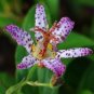 Imported Toad Lily Plant Outdoor Charming Perennial Bonsai  200 Seeds