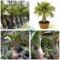 Exotic Bottle Palm Seeds Bonsai Tropical Ornamental Tree  40 Seeds
