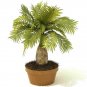 Exotic Bottle Palm Seeds Bonsai Tropical Ornamental Tree  40 Seeds