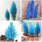 Italian Blue Cypress Tree Indoor Outdoor Desk Ornamental Plants 100 Seeds