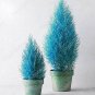 Italian Blue Cypress Tree Indoor Outdoor Desk Ornamental Plants 100 Seeds
