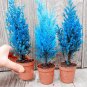 Italian Blue Cypress Tree Indoor Outdoor Desk Ornamental Plants 100 Seeds